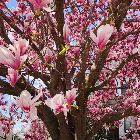 Meet your Posher, Nancie - Picture 1 of 1